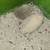 Hedgehogs 4 thumbnail