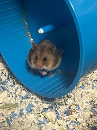 Rehome Syrian Hamster (Saint Paul)63906249913859120