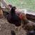 Laying hens 1 thumbnail