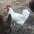 roosters 3 thumbnail