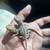 Bearded dragons babies 2 thumbnail