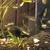 Aquarium Fish & Plants...Cichlids, Plecos, Guppies, Endlers and Shrimp 4 thumbnail