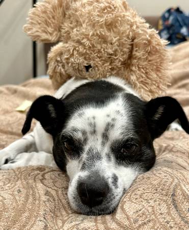 6 year old mixed breed free to very good home (Washington)64189201604481124