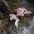 5 piglets 1 thumbnail