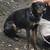 Lost Dog Kind but Shy (Finn) 1 thumbnail