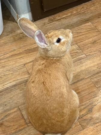Flemish Giant Rabbit548436999952158721
