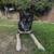 Need to find a Home ASAP for Apollo - No rehoming fee 4 thumbnail