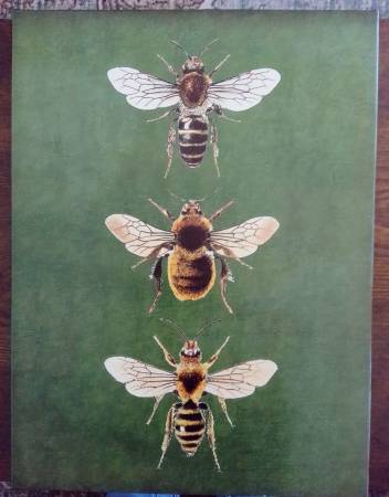 Three Rendering Prints of Flying Insects 1