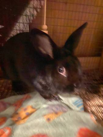 Rabbit (Kelso wa)63916333755651121