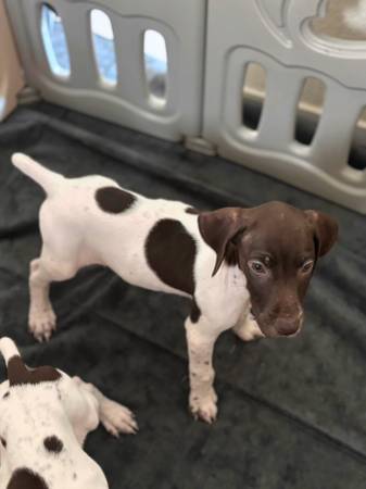 Cachorros de pelo corto alemán (Hanford)63695922189313122