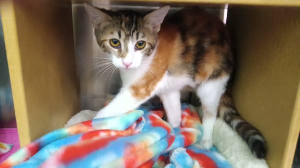 Kittens (Citrus Heights)63848875947139124