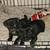 Pug pups 3 thumbnail