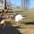 Laying hens 8 thumbnail
