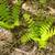 Marinette County Hardwood Forest North of Crivitz 8 thumbnail
