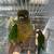 Conure pair for rehome 2 thumbnail