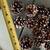 24 hand painted white tipped red pine cones, pinecones holiday decor i 3 thumbnail