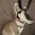 Beautiful Antelope Mount 2 thumbnail