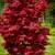 Pixie, Twombleys Red Sentinel, and Other Red Japanese Maples 6 thumbnail