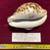 Seashells, Huge Tiger Cowries 15 thumbnail