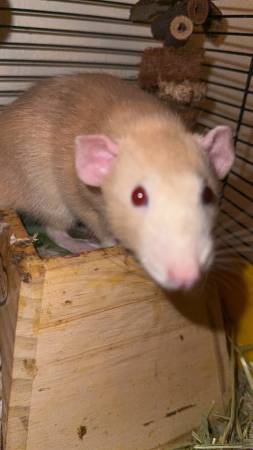 Rats - Urgent (Princeton)64001741003905122