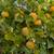Persimmons 3 thumbnail