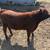 Dexter Highland Bull Calf 8 thumbnail