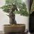 Bonsai Japanese Book large Coffee Table Limited Edition Vintage zboxed 5 thumbnail
