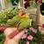 Red factor pineapple bird parrot pet 11 thumbnail