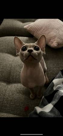 Sphynx (macho)63941349506946122