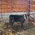Baby Calf 1 thumbnail