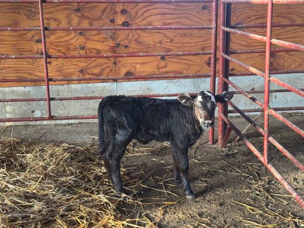 Baby Calf 1