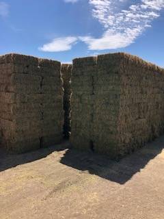 forage mix hay - $9 (Linden)63471026816131121