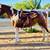 Mares for Sale or Lease on private small facility 5 thumbnail