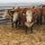 15 Registered Hereford Cows 1 thumbnail
