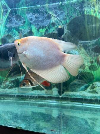 Gigante bagre dorado pez vivo (Elk Grove)63848875201027122