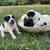 German shepherd mix puppies 1 thumbnail