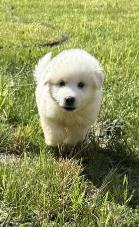 Adorable s (Tacoma)63684453911043122