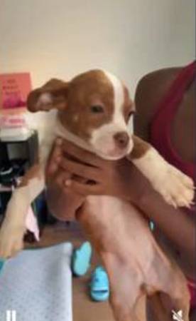 Everest needs a good home 1