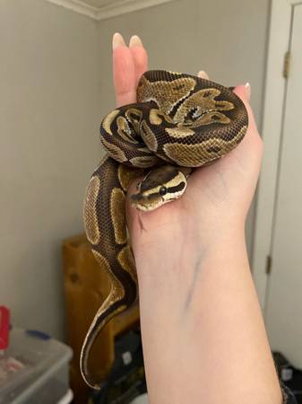 Sweet black pastel enchi ball python 1
