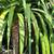 Dragon Trees ///// Dracaena draco 7 thumbnail