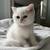 Scottish kittens 4 thumbnail