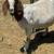 Goats 7 thumbnail