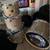 Pork Pie Percussion 4 PC Drum Kit Maple 3 thumbnail
