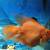 Large red parrot fish 2 thumbnail