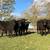 BLACK BEEFMASTER BULLS 2 thumbnail