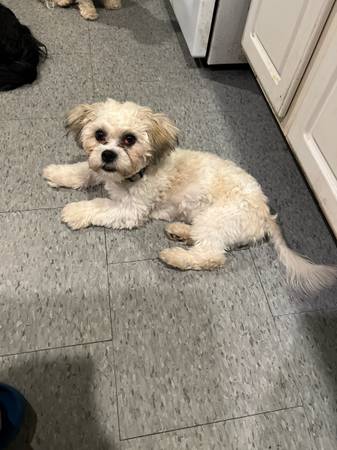 Rehoming pup (Attleboro)63670004562817121