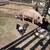 Sows with Pigs SOLD 7 thumbnail