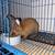 Rabbits! 2 thumbnail