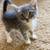 Two Gray Kittens needing a forever home 6 thumbnail