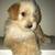 Cockapoo Puppy 3 thumbnail